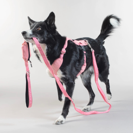 Reflekterande Hundkoppel - Mörkgrå S