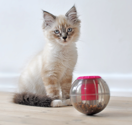 Catmosphere treatdispenser