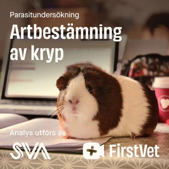 Artbestämning av kryp gnagare - Artbestämning