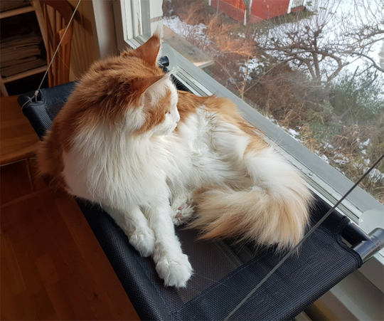 Fönsterbädd med sugproppar, för katt