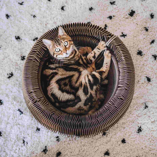 Kattbädd District 70 MAZE
