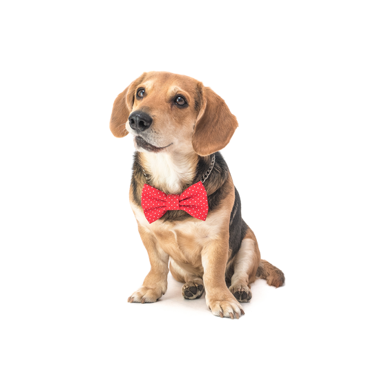 Funky Dog - Fluga Hund och Katt - Röd med vita prickar (XL - 15 cm)