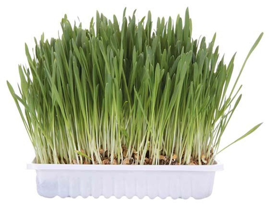 Kattgräs Refill - 100 g