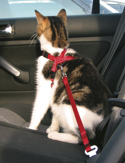 Bilsele Katt 20-50cm - Röd