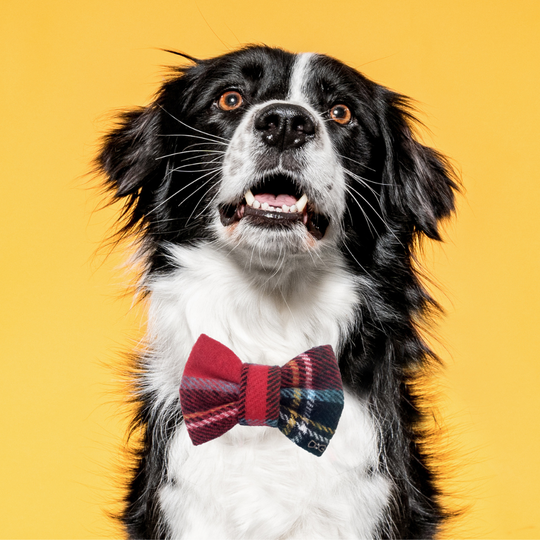 Funky Dog - Fluga Hund och Katt - Rutig (M - 9 cm)