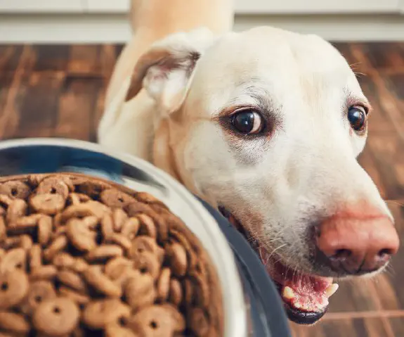 Köp det foder ditt husdjur behöver online hos zoobutiken