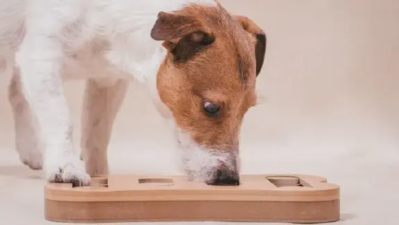 Aktivera hund med spel, hjärnhympa för er båda